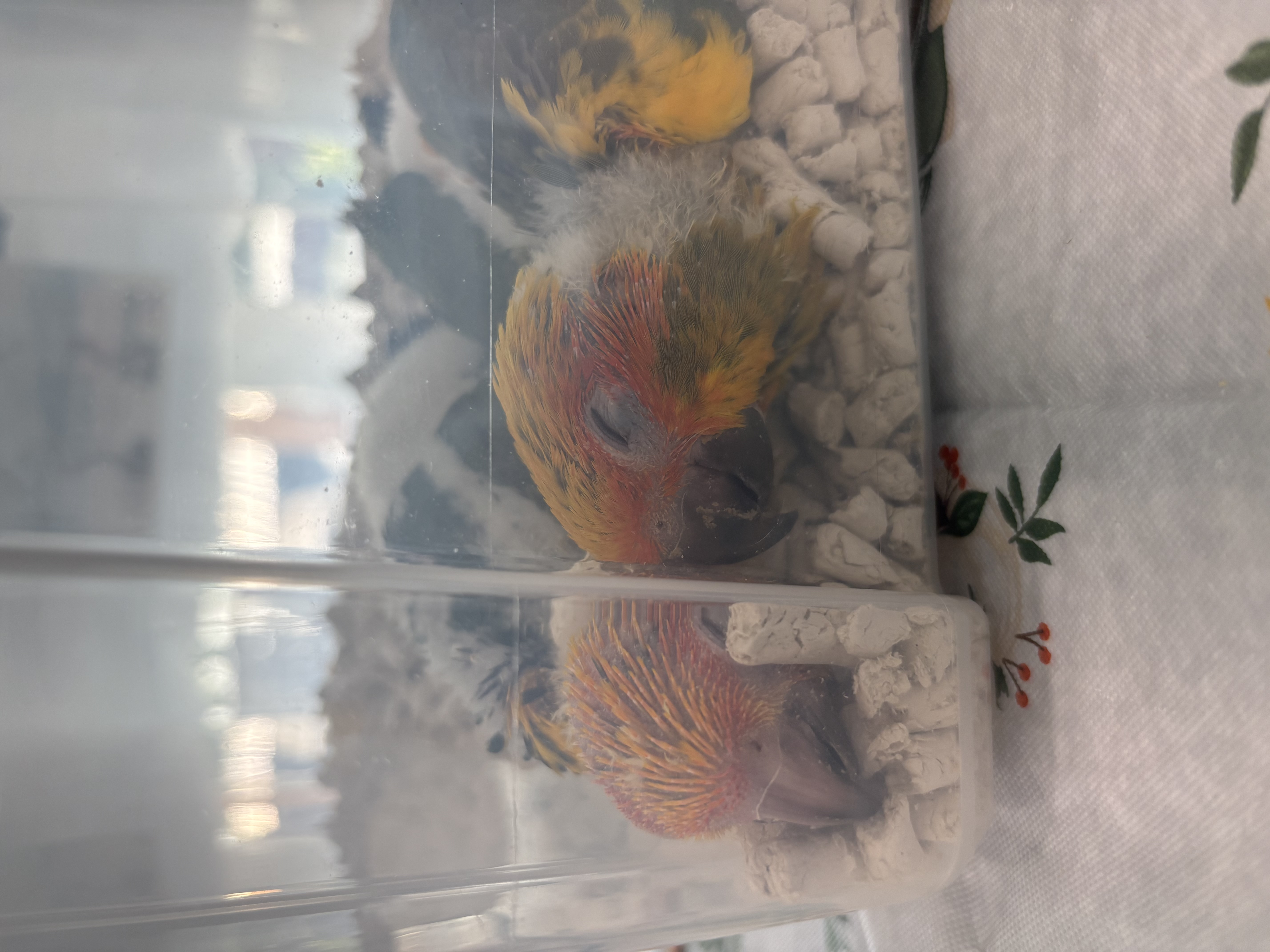 Sun Conures